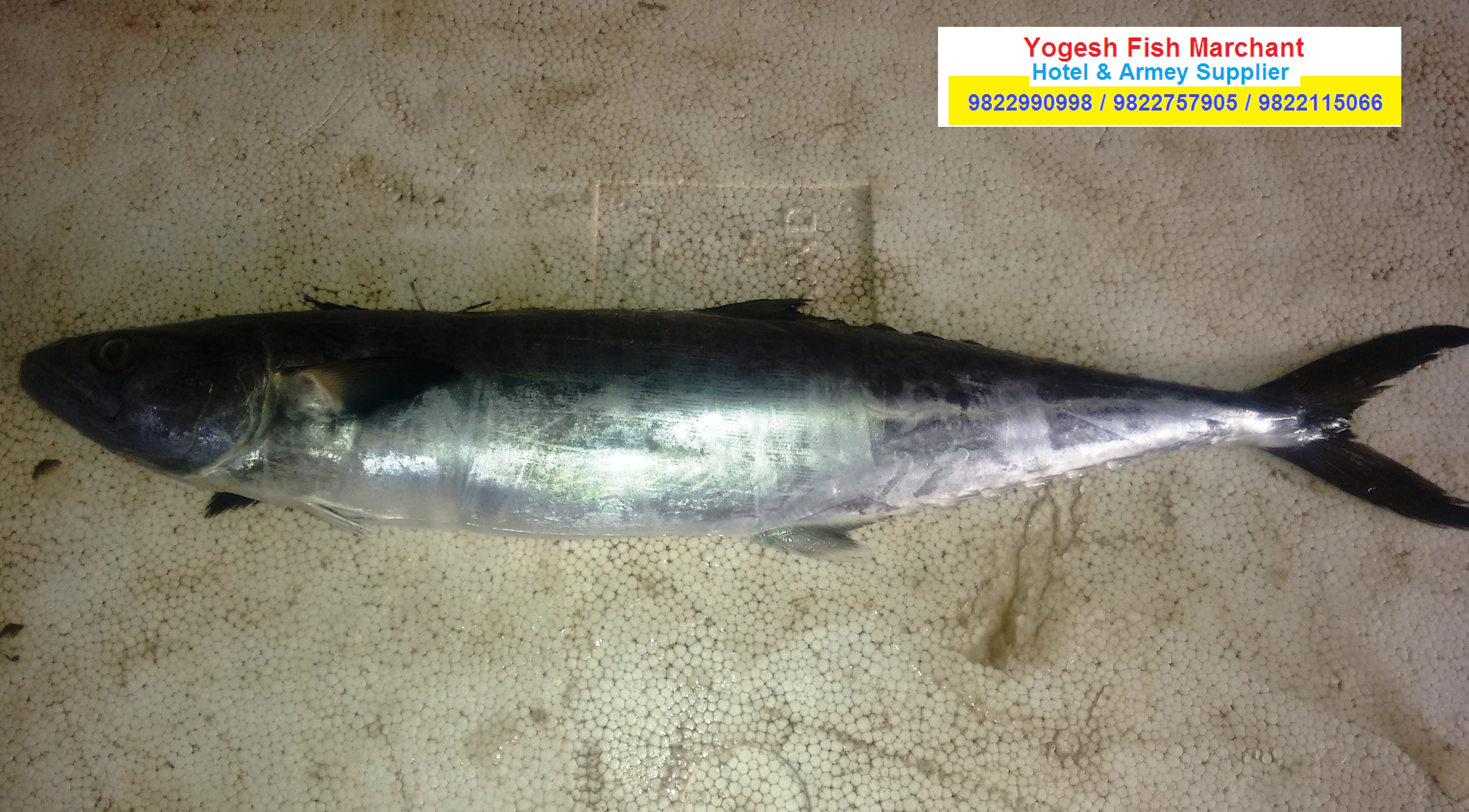 yogesh fish marchant